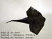 Photo Origami Batoidea (Aquila di mare) Author : Pasquale D’Auria, Folded by Tatsuto Suzuki